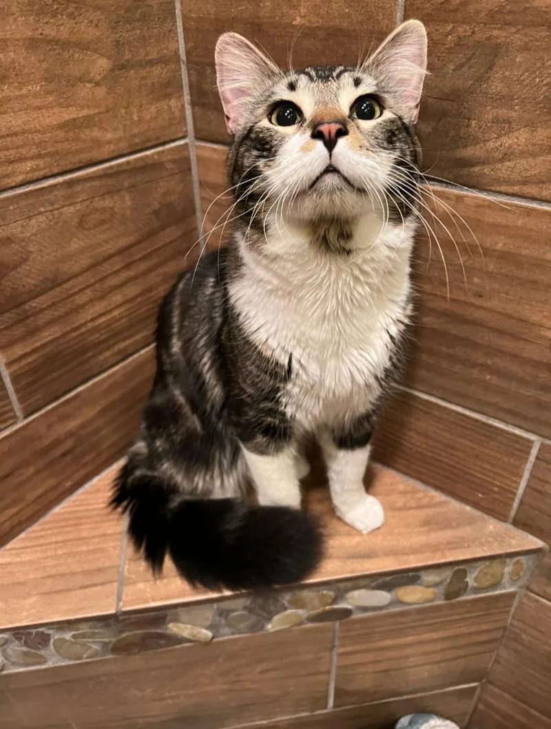 Kingfisher thumbnail 6