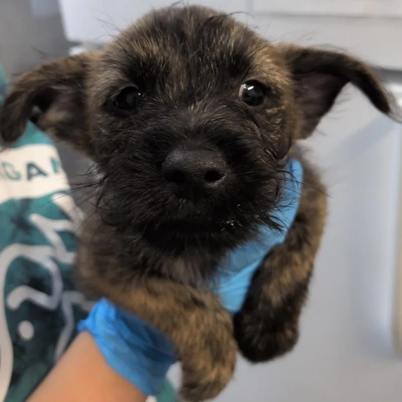 A baby small-sized male Brown / Chocolate Cairn Terrier dog named Indie for adoption in Hattiesburg, MS