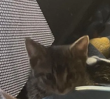 A baby small-sized male Buff & White Domestic Short Hair cat named Scotch for adoption in Palatine, IL