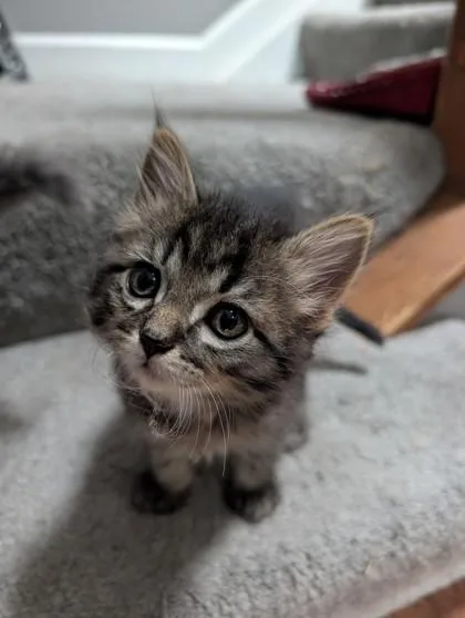 A baby small-sized male Domestic Short Hair cat named Sherwin Williams for adoption in Independence, MO
