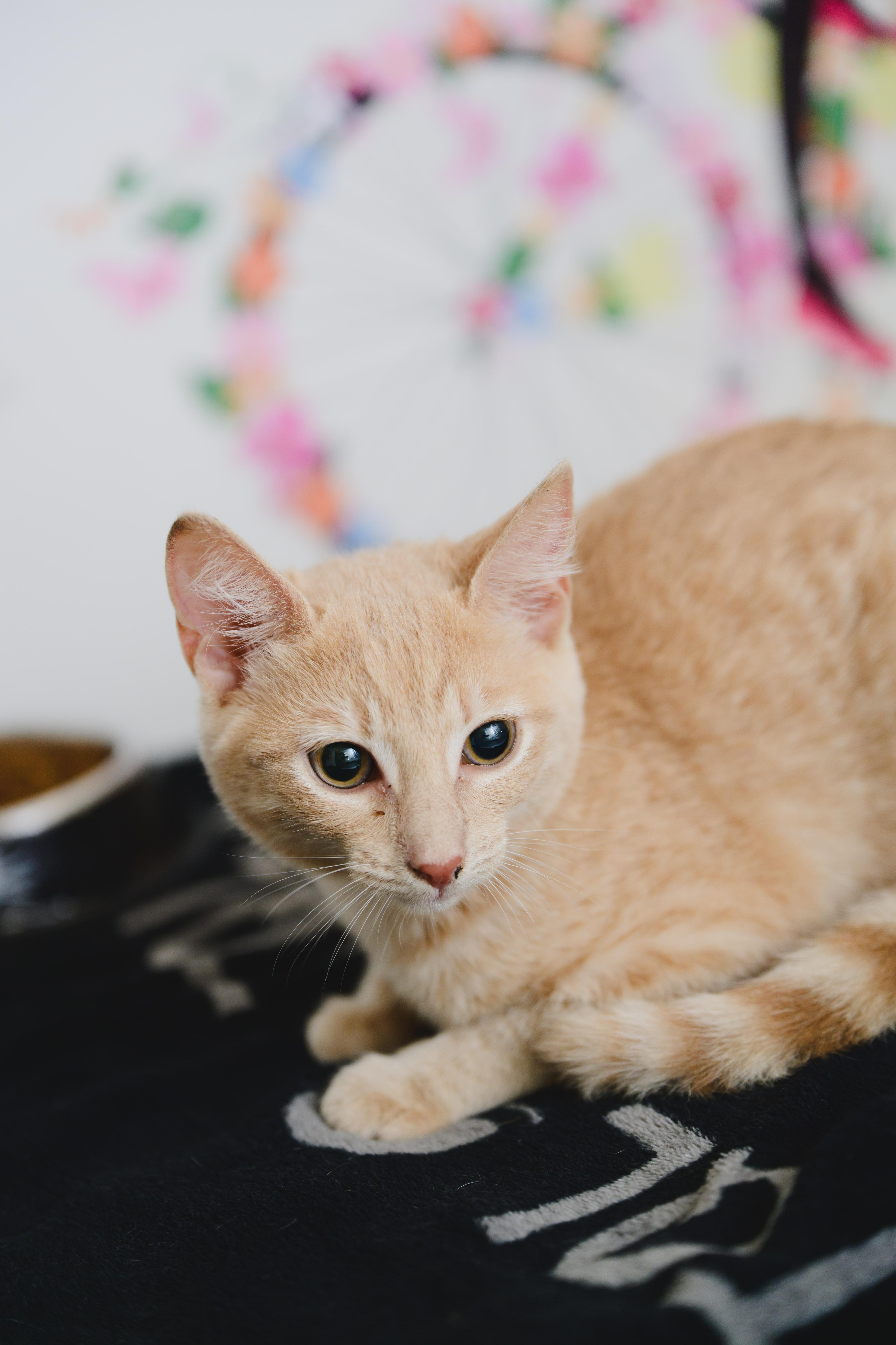 A baby small-sized female Domestic Short Hair cat named Cleo for adoption in Honolulu, HI