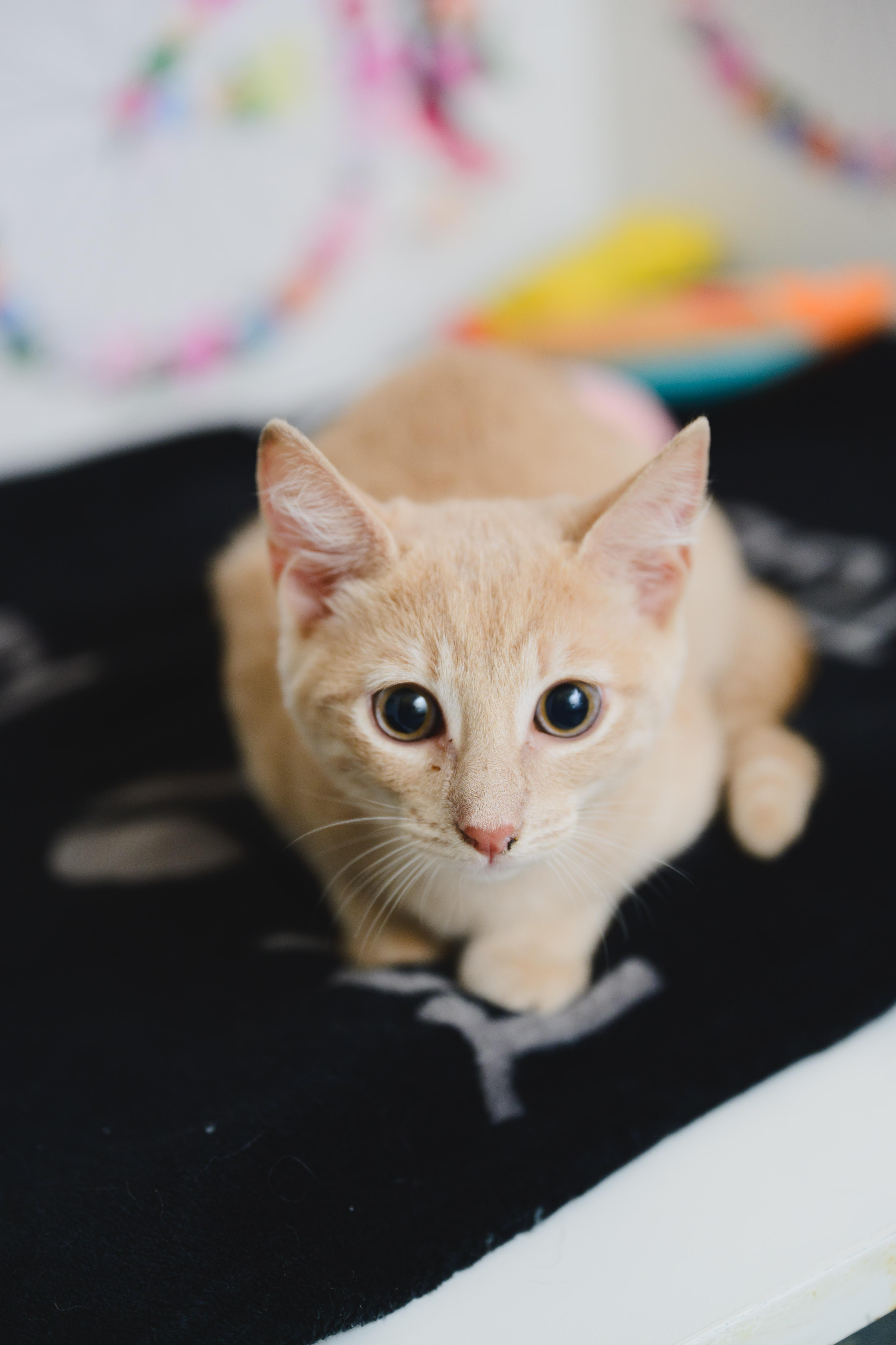 Cleo thumbnail 3
