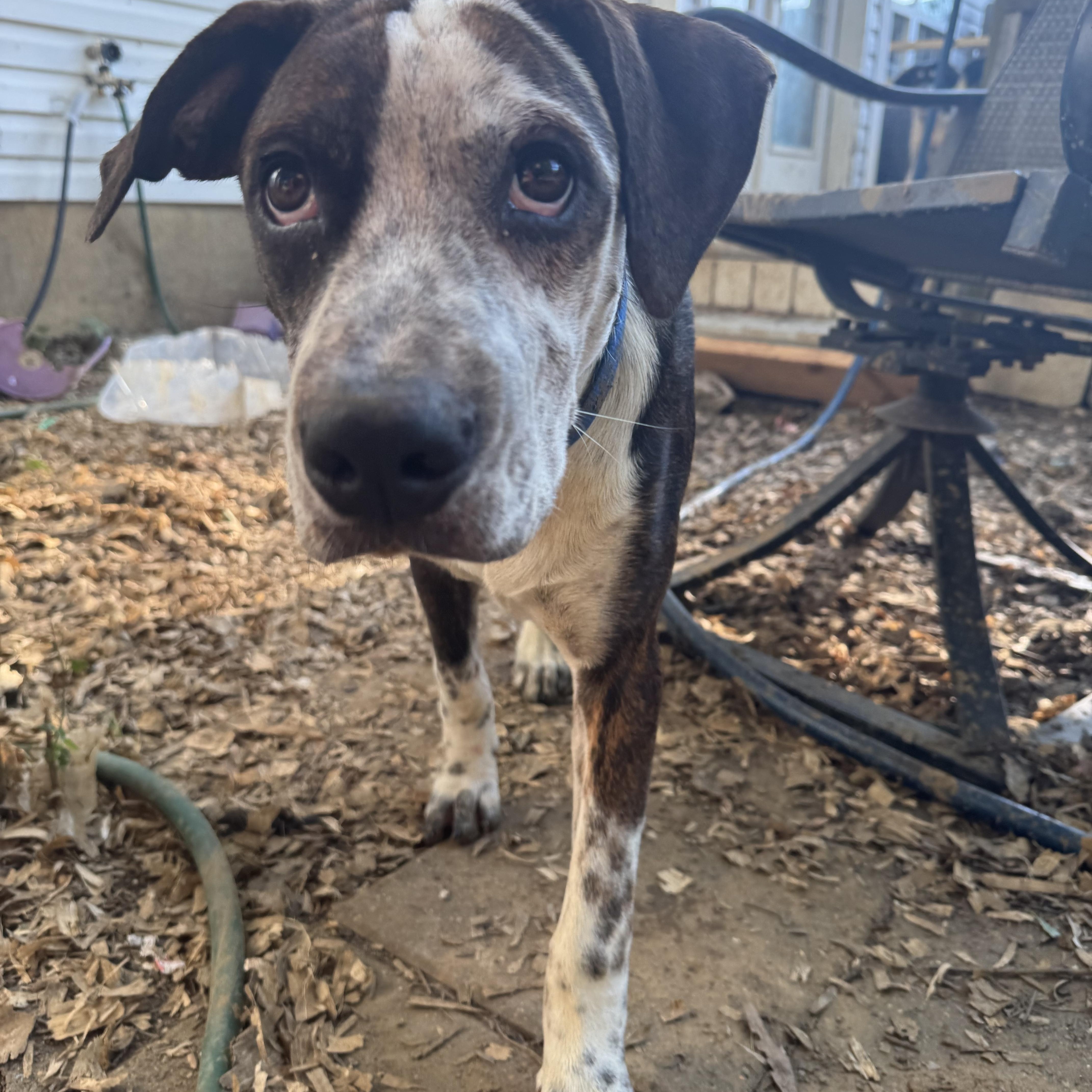 A young medium-sized male Brindle Catahoula Leopard Dog dog named Cinnamon for adoption in Antioch, TN