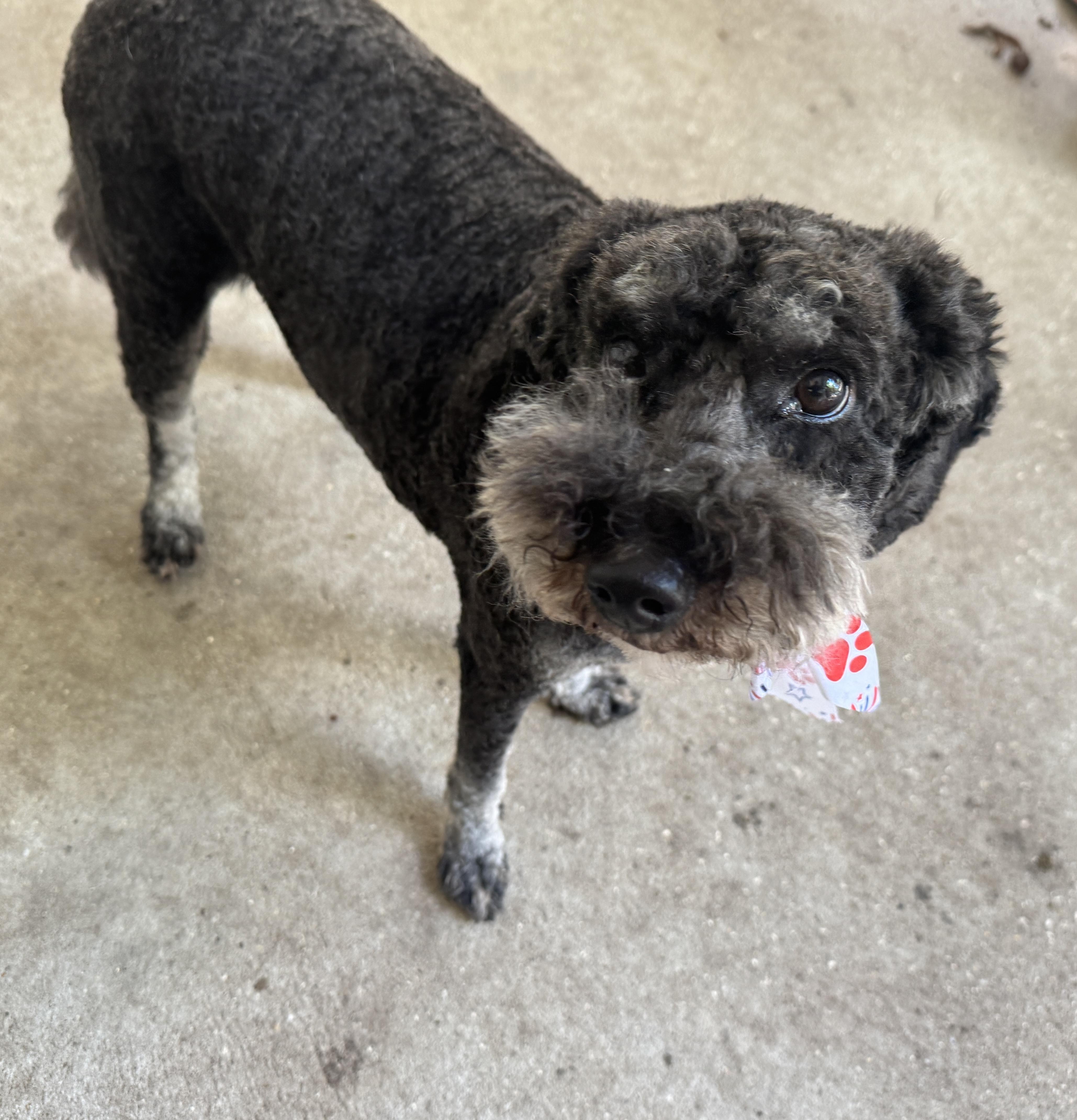 An adult medium-sized male Goldendoodle dog named Griswold for adoption in Navarre, FL