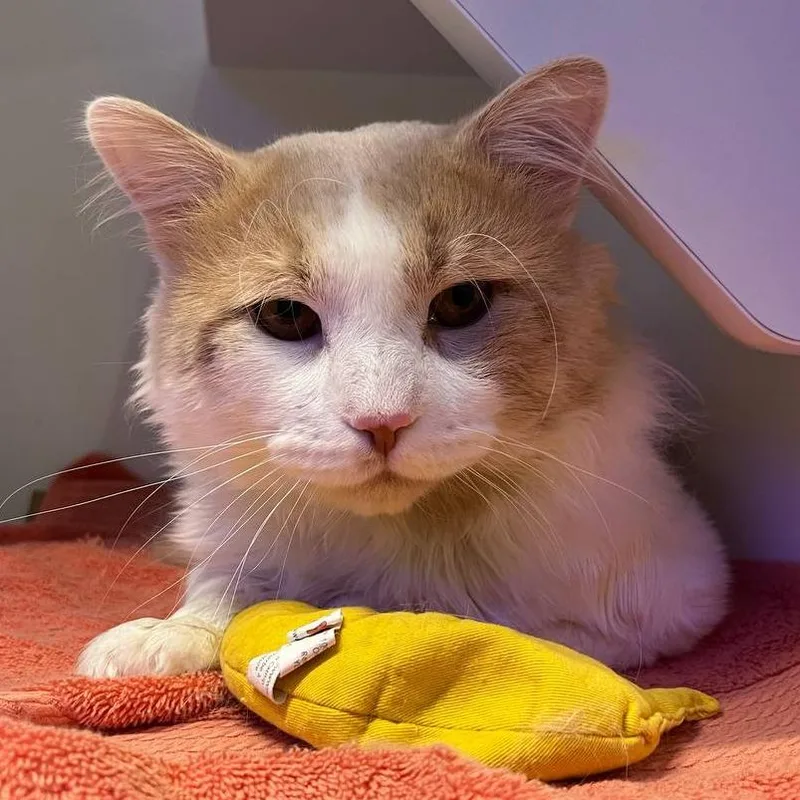 A senior large-sized male Orange / Red Domestic Medium Hair cat named Dusty for adoption in Wantagh, NY