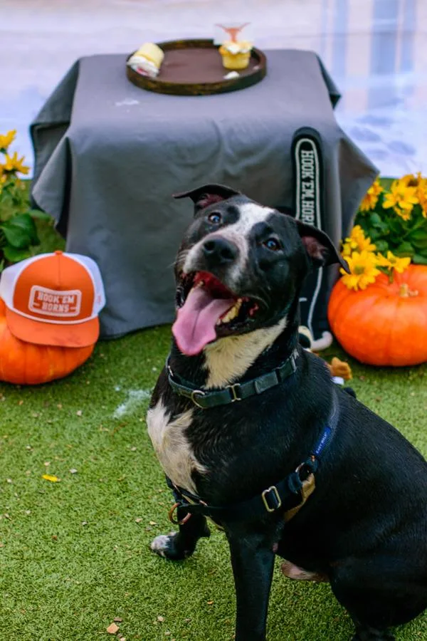 A young large-sized male Mixed Breed dog named Nicholas for adoption in Austin, TX