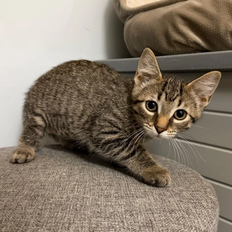 A baby small-sized female Brown / Chocolate Domestic Short Hair cat named Guppy for adoption in South Elgin, IL