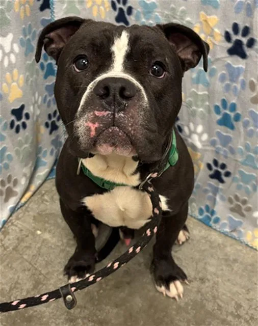 An adult medium-sized male English Bulldog dog named Chad for adoption in Rosenberg, TX