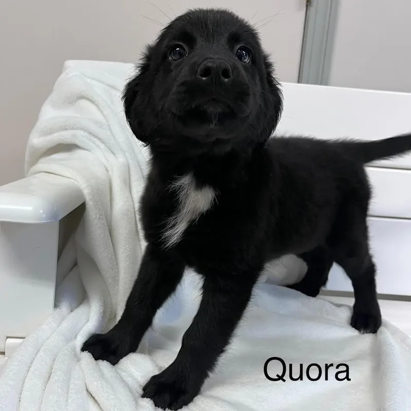 Quora