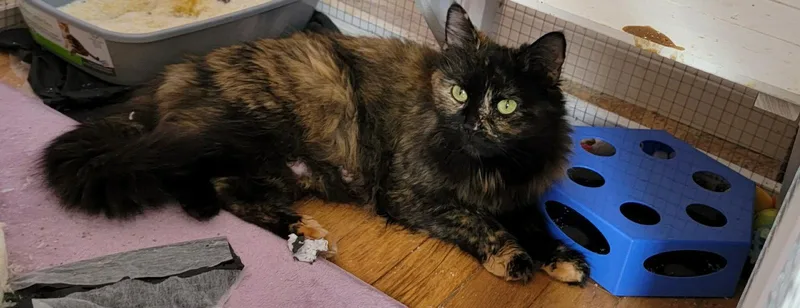 A young medium-sized female Domestic Medium Hair cat named Eve for adoption in Holbrook, NY
