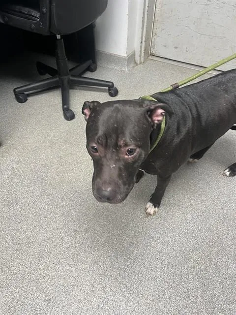 An adult large-sized female American Staffordshire Terrier dog named Coco Chanel for adoption in Lincolnton, NC