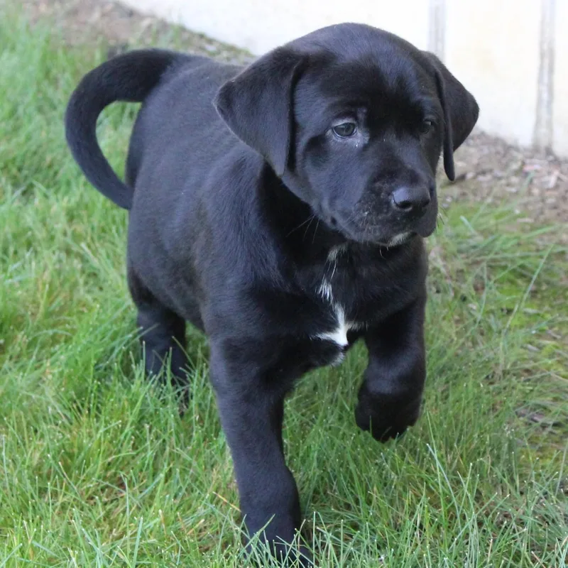 A baby medium-sized male Black Labrador Retriever dog named Cornell for adoption in Eaton, OH