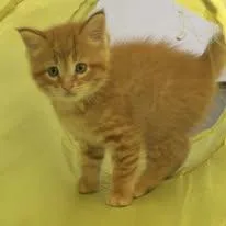 A young medium-sized female Orange / Red Domestic Short Hair cat named Sunny for adoption in Lincoln, MI