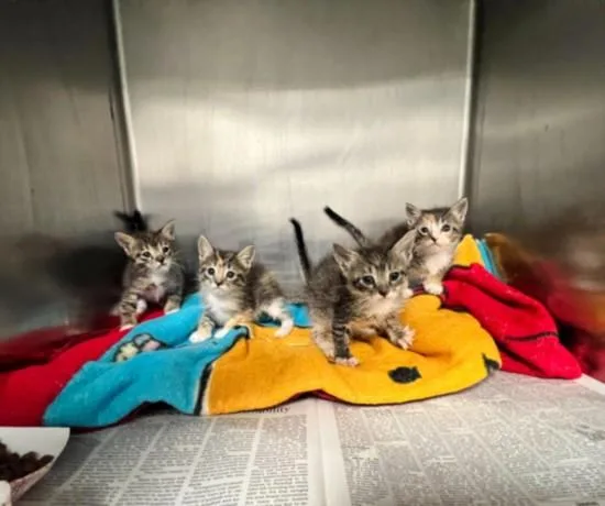 A baby small-sized female Domestic Short Hair cat named A for adoption in San Pedro, CA