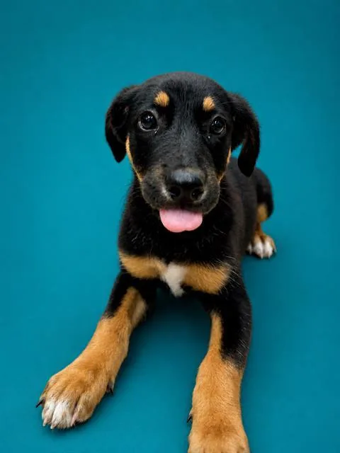 A baby small-sized female German Shepherd Dog dog named Six for adoption in Pearland, TX