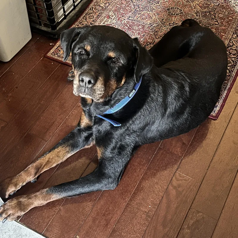 Jane Goodall thumbnail 3