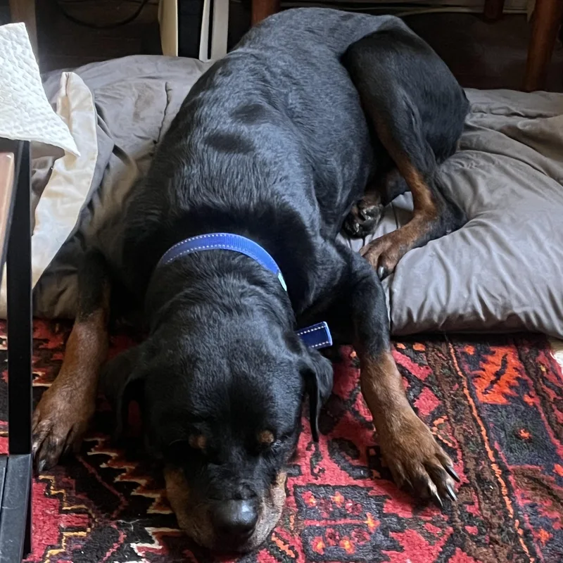 Jane Goodall thumbnail 4