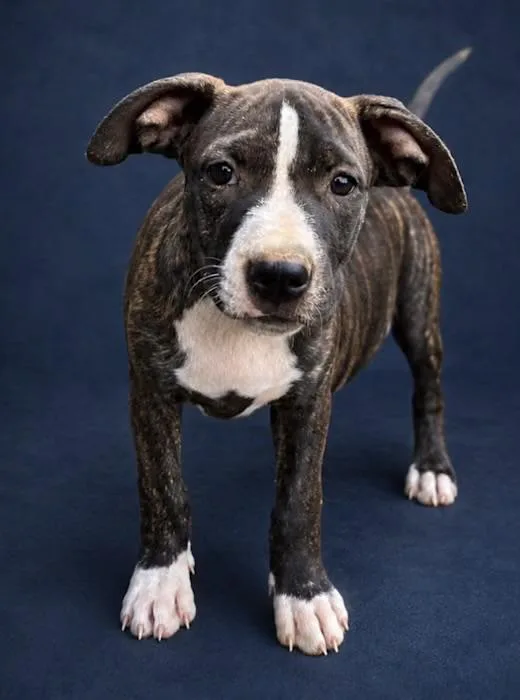 A baby medium-sized female Brindle American Staffordshire Terrier dog named River Queen for adoption in Watertown, CT