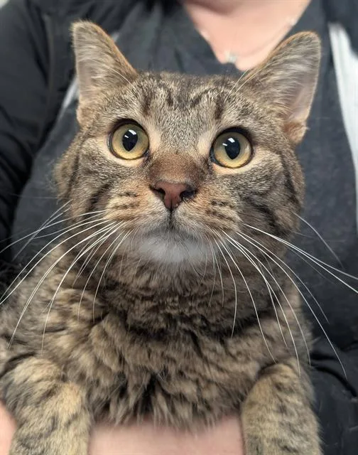 A young medium-sized male Domestic Short Hair cat named Eddie for adoption in Canfield, OH