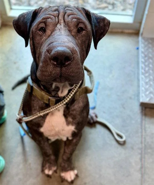 An adult large-sized male Shar-Pei dog named Norman for adoption in Tavares, FL
