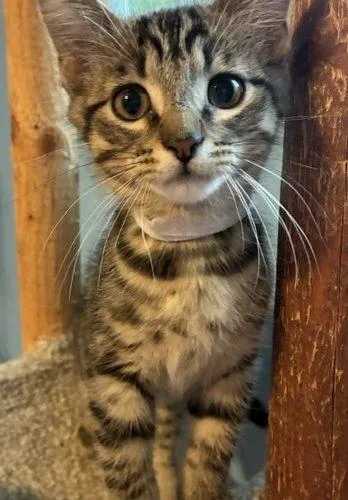 A baby small-sized male Tabby (Gray / Blue / Silver) Domestic Short Hair cat named Gavin for adoption in Kenosha, WI