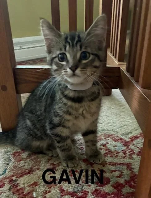 Gavin thumbnail 2