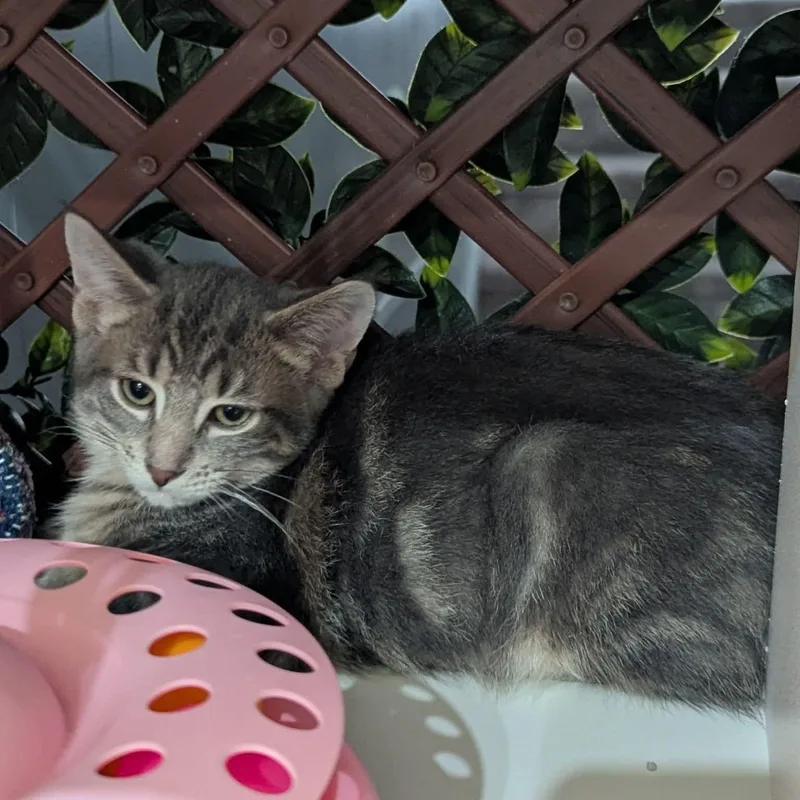 A baby medium-sized male Tabby cat named Wilbur for adoption in Kentwood, MI