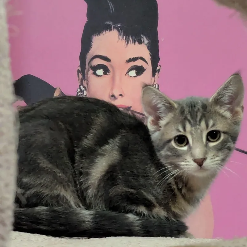 Wilbur thumbnail 2
