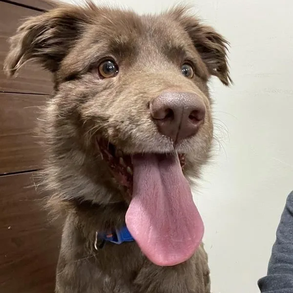 A young medium-sized male Red / Chestnut / Orange Australian Shepherd dog named Tucker for adoption in Prince Frederick, MD