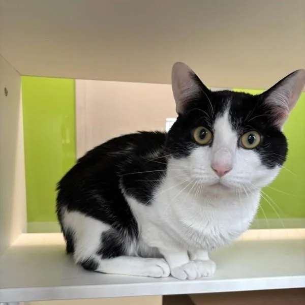 An adult small-sized male Domestic Short Hair cat named Donovan for adoption in Des Moines, IA