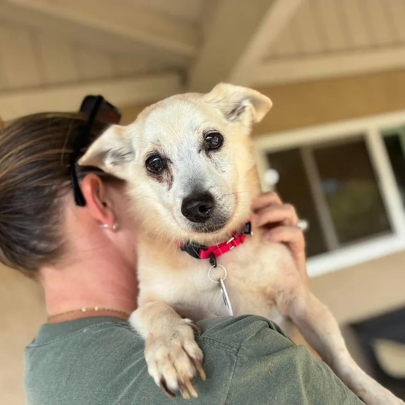 A senior small-sized male Chihuahua dog named Dobbie for adoption in Ramona, CA