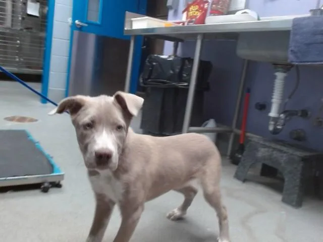 A baby small-sized female Labrador Retriever dog named Sweetie for adoption in Albuquerque, NM