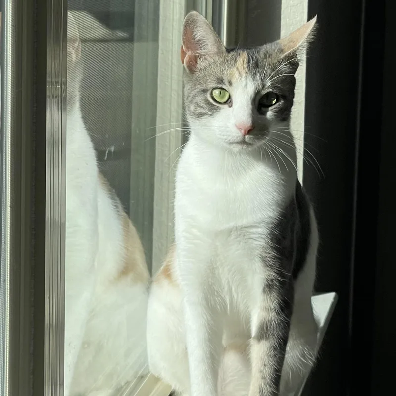 Kit Kat