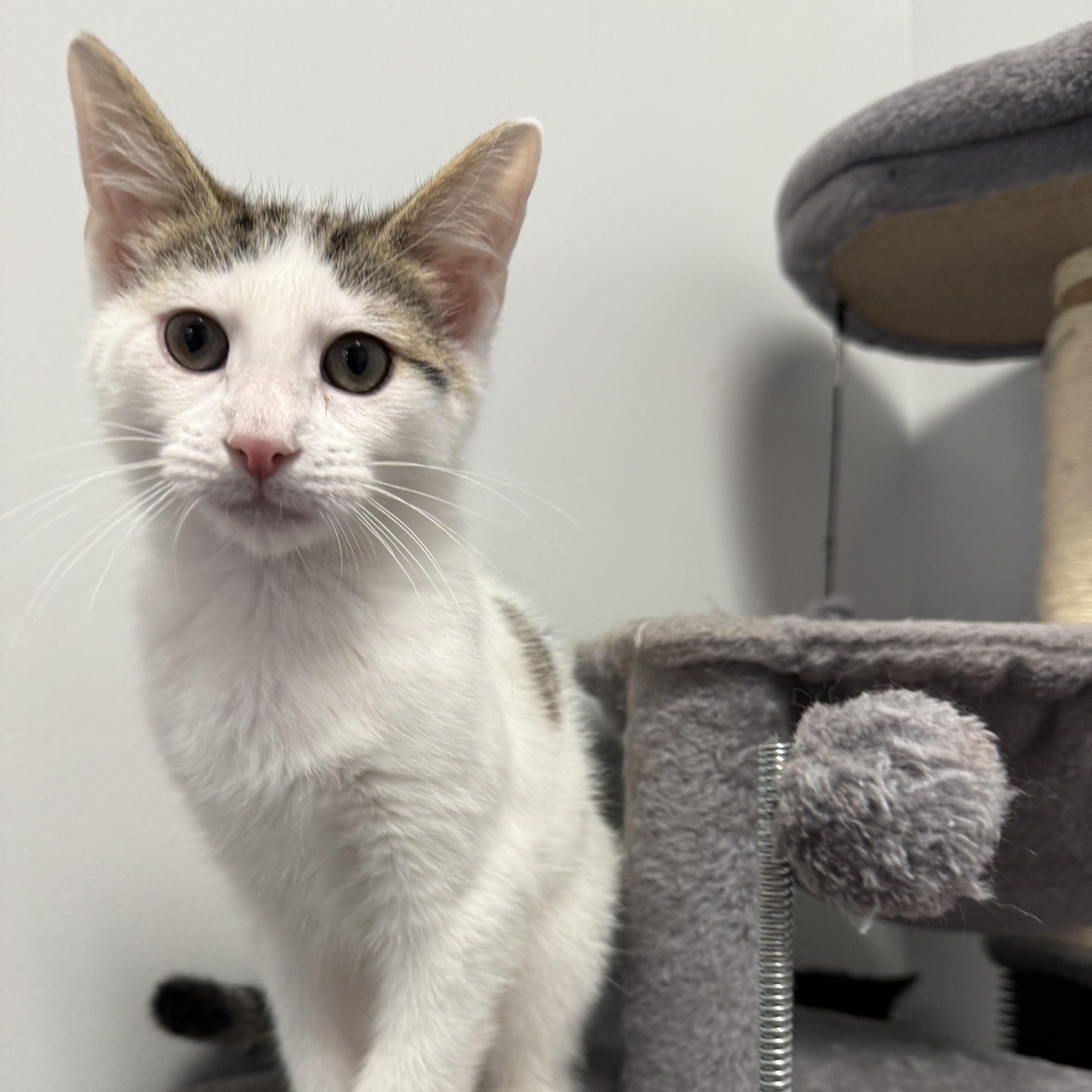 A baby small-sized male White Domestic Short Hair cat named Beau for adoption in North Haven, CT