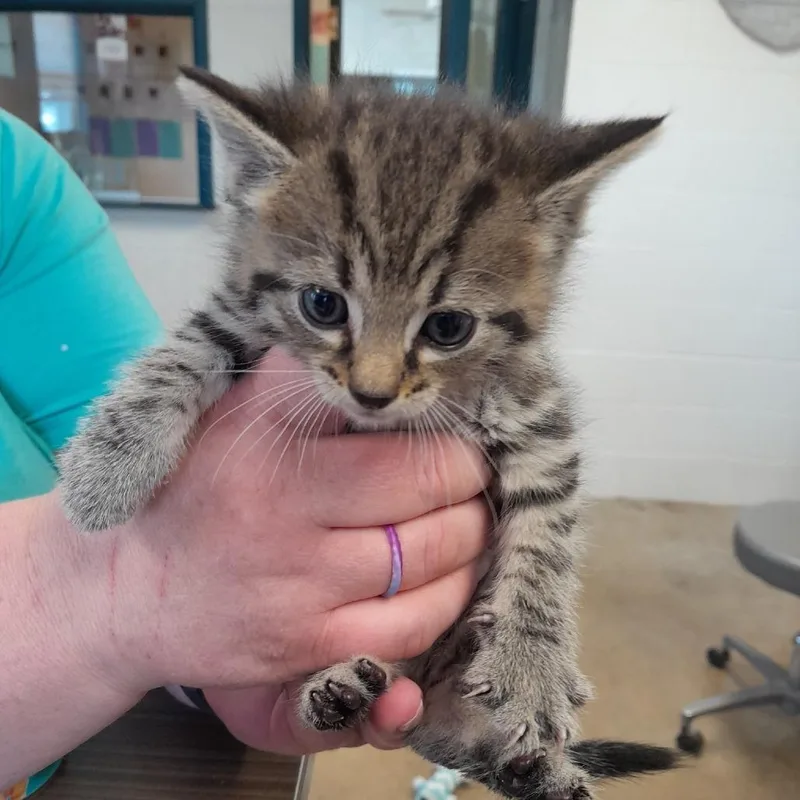A baby small-sized male Black Domestic Short Hair cat named Ferb for adoption in Jasper, IN