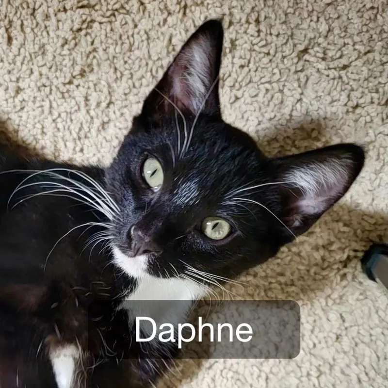 Daphne