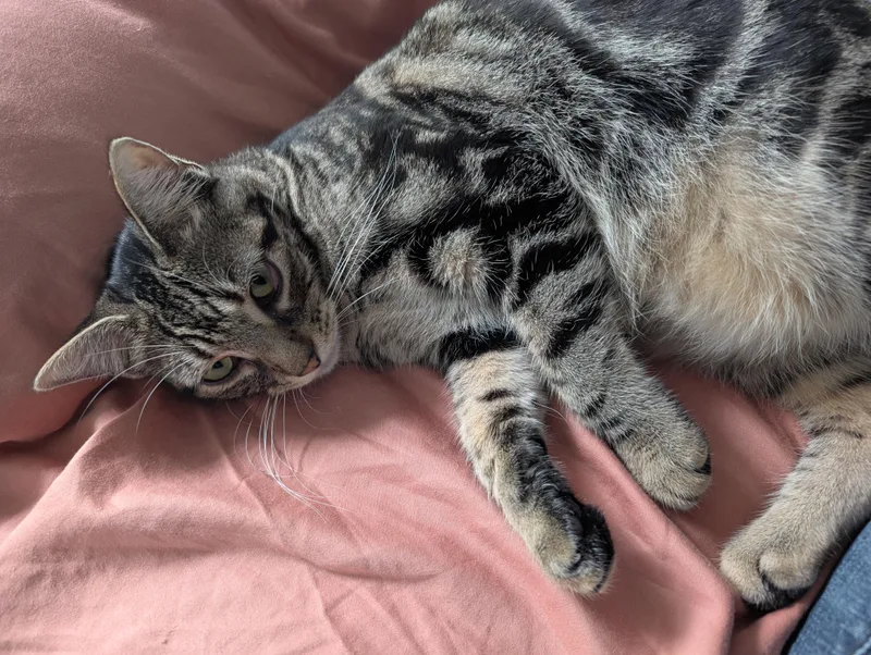 A young medium-sized female Tabby (Brown / Chocolate) Domestic Short Hair cat named Oingo for adoption in Pearland, TX