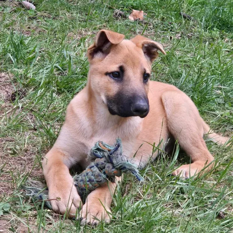 A baby medium-sized male Yellow / Tan / Blond / Fawn Shepherd dog named Mario for adoption in Jarrettsville, MD