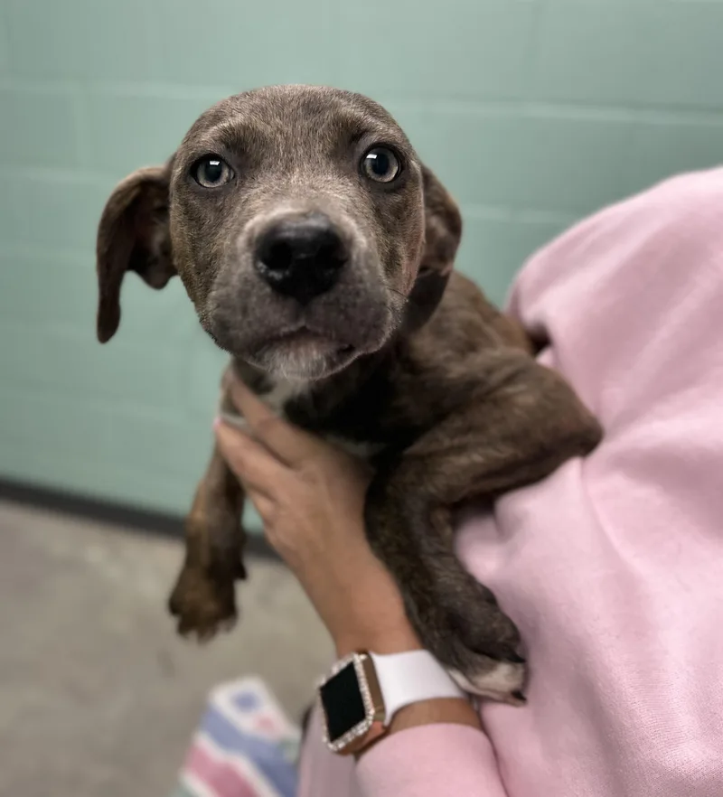 A baby medium-sized female Brindle Mixed Breed dog named Honeycrisp for adoption in Manchester, TN