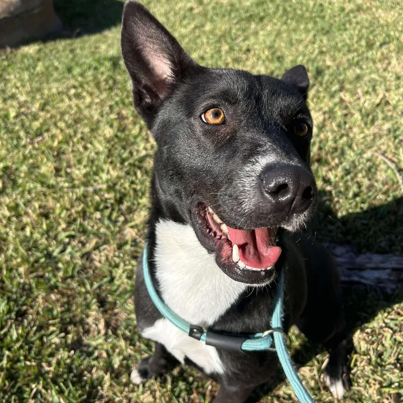 Cranberry thumbnail 2