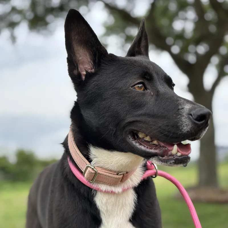 A young medium-sized female Black Basenji dog named Cranberry for adoption in Pearland, TX