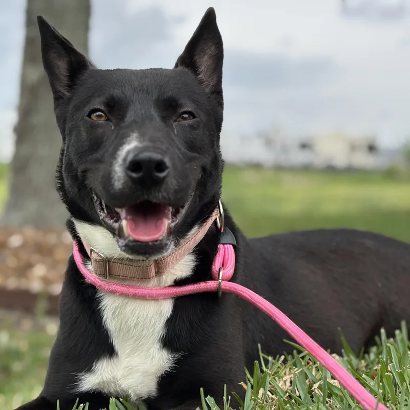 Cranberry thumbnail 3