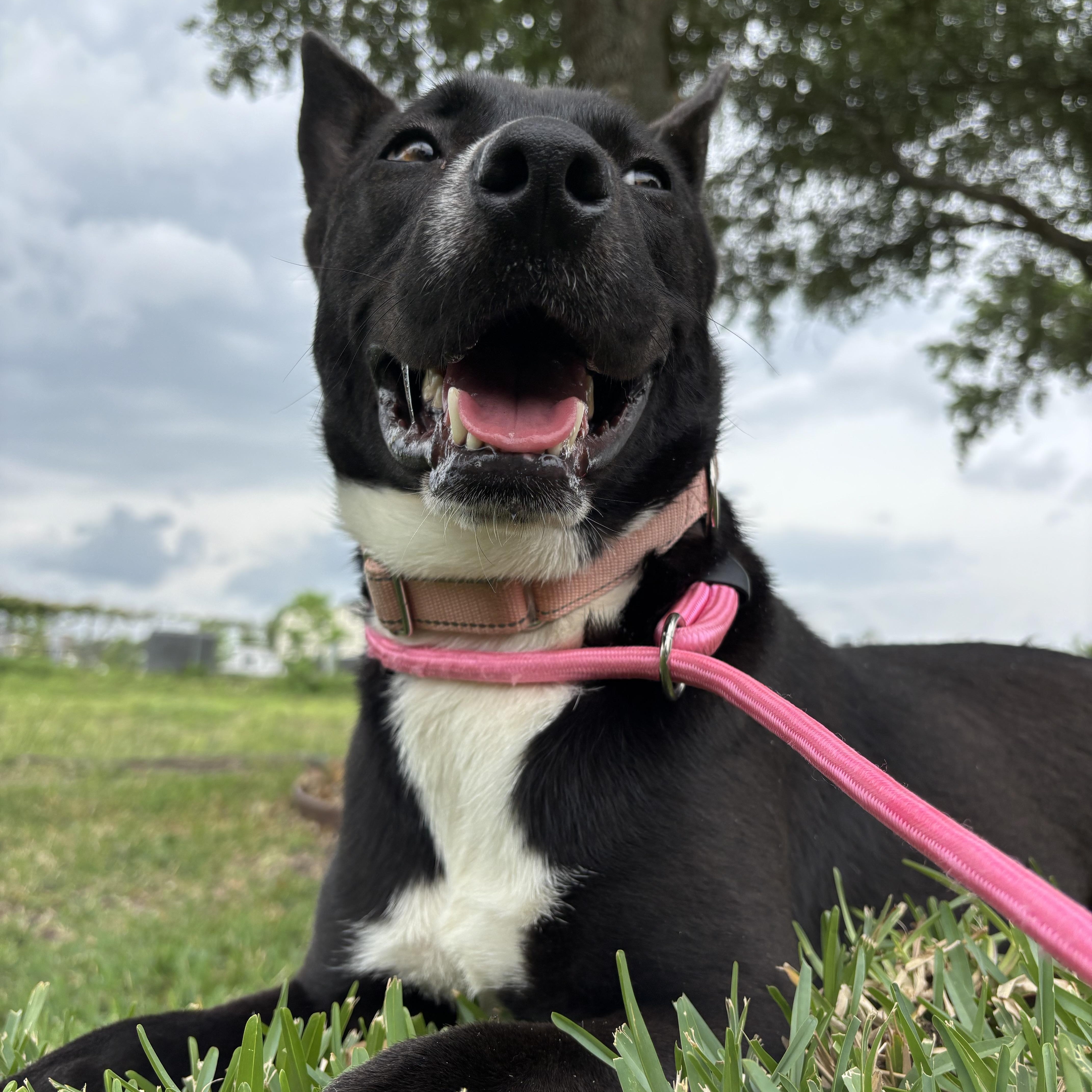 Cranberry thumbnail 4