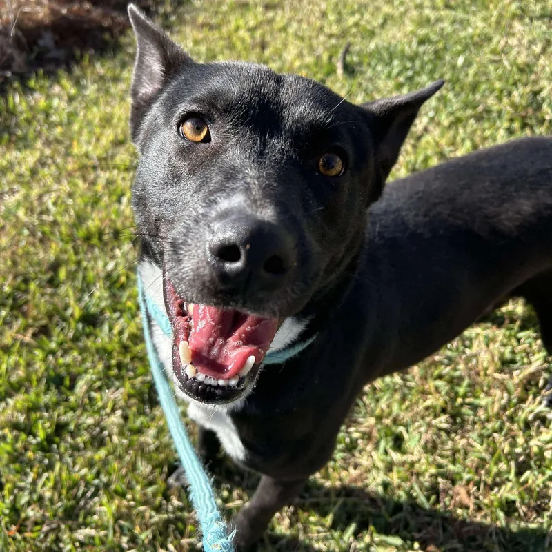 Cranberry thumbnail 5