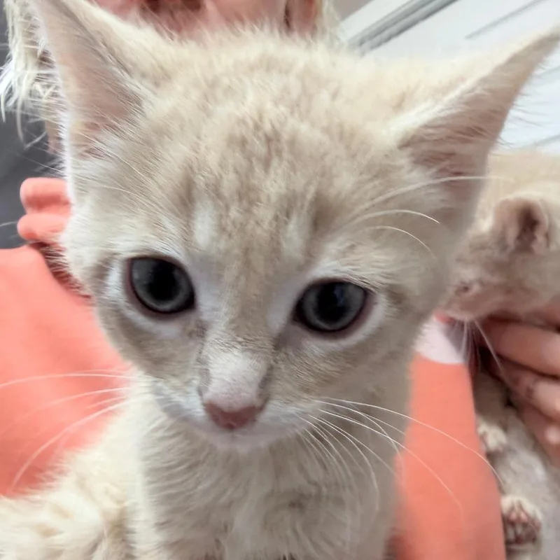 A baby small-sized male Buff / Tan / Fawn Domestic Short Hair cat named Iggy for adoption in Russellville, KY