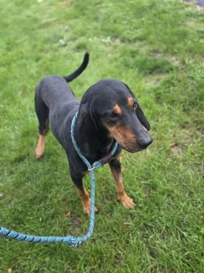 An adult large-sized male Black and Tan Coonhound dog named Buckle for adoption in Westland, MI