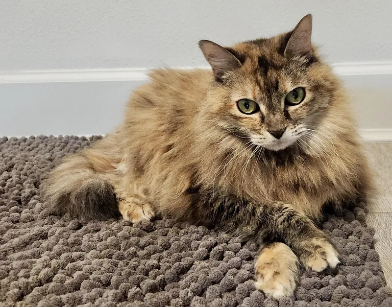 Belle
