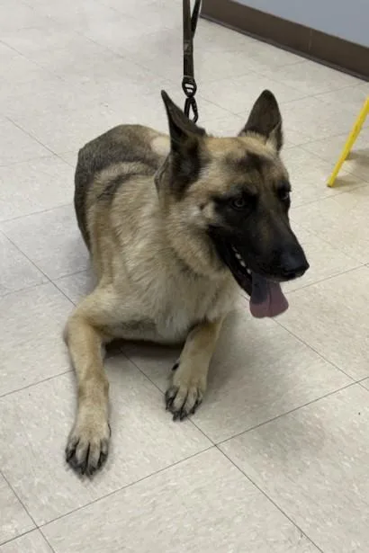 A young large-sized male German Shepherd Dog dog named Cobi for adoption in Killeen, TX
