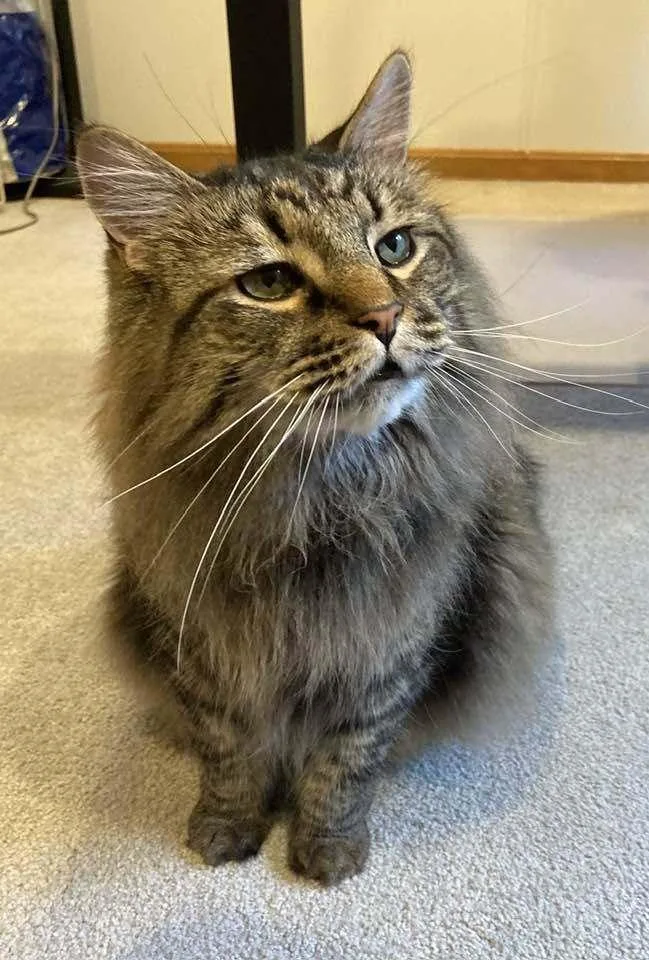 An adult large-sized male Gray / Blue / Silver Domestic Long Hair cat named Jeff for adoption in Hudson, NH