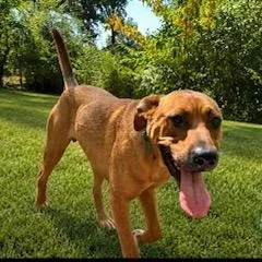 Clifford thumbnail 5